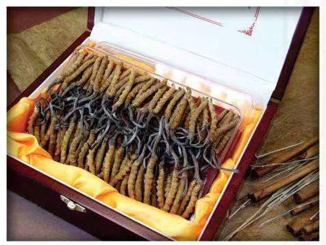 榆社冬虫夏草回收